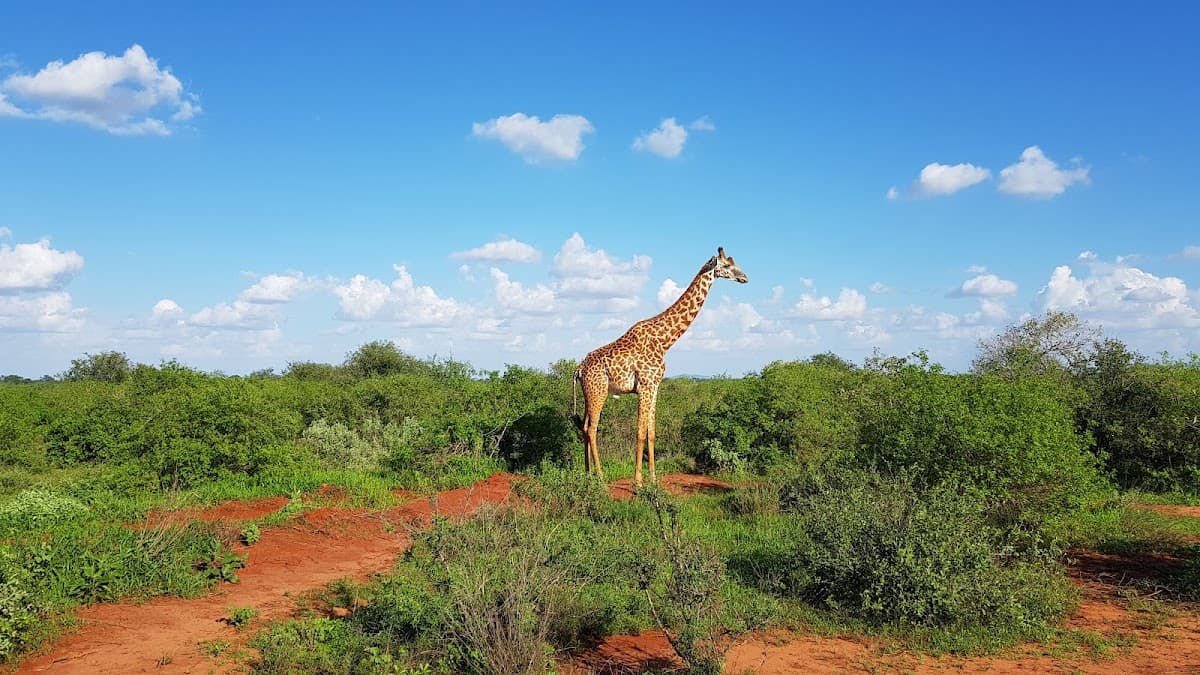 Tsavo West (from Mombasa)