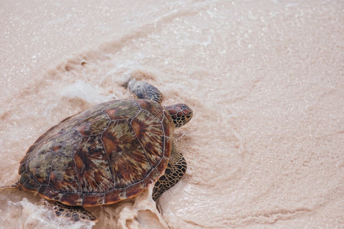 Watamu turtle conservation visits